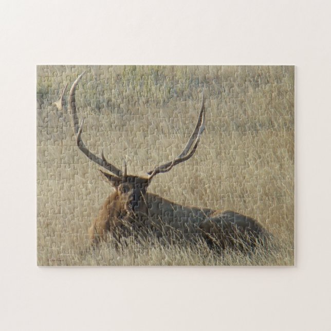 E25 Bullklee im Gras (Horizontal)