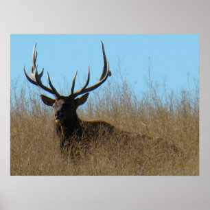 E26 Bull-Elch liegt im Unkraut Poster