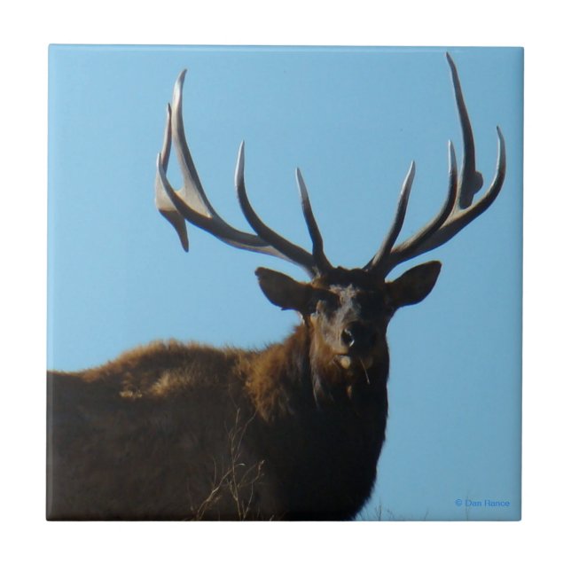 E27 Bull Elk Sky Lined Fliese (Vorderseite)