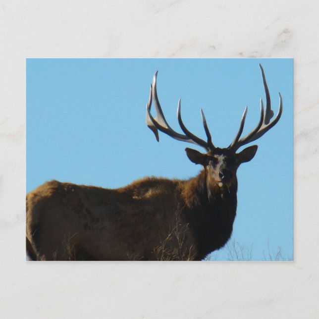 E27 Bull Elk Sky Lined Postkarte (Vorderseite)