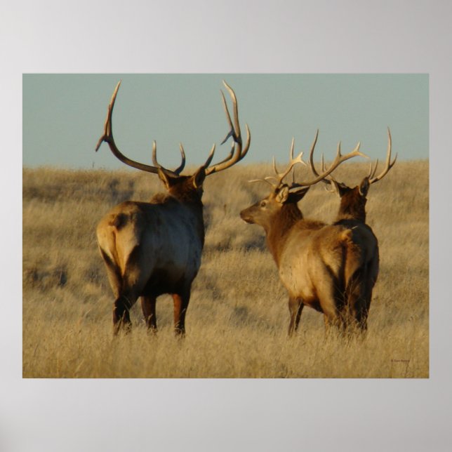 E28 Bull Elk Poster (Vorne)