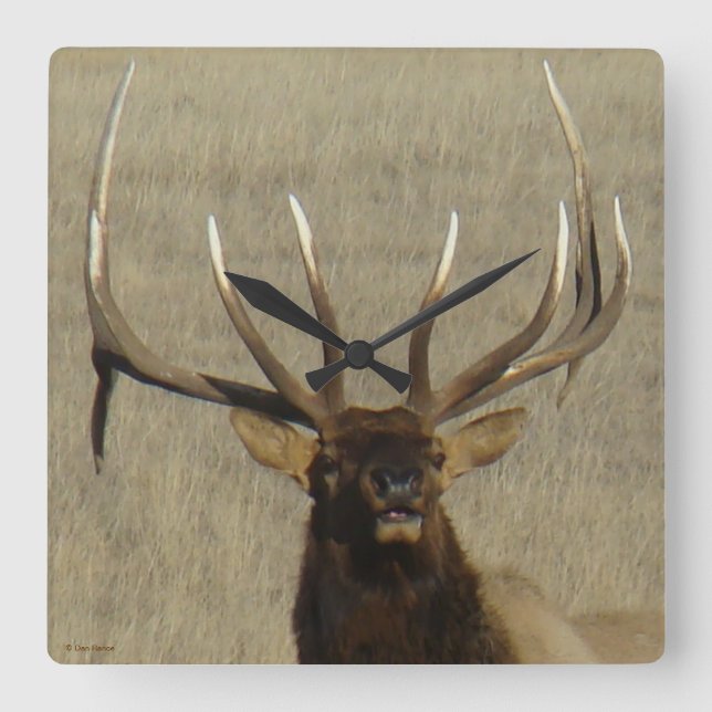 E29 Stier Elch-Kopf-Schuss Quadratische Wanduhr (Vorderseite)