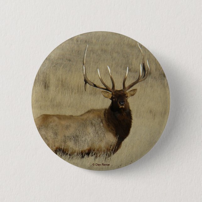 E30 Bull Elk Button (Vorderseite)