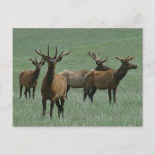 E33 Bull-Elch im Velours Postkarte