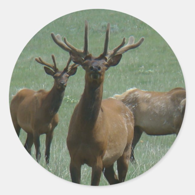E33 BullElch in Velvet Runder Aufkleber (Vorderseite)