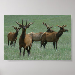 E33 BullElch in Velvet Spring Bulls Poster