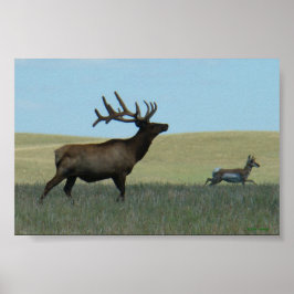 E34 Bull Elk and Antelope Poster
