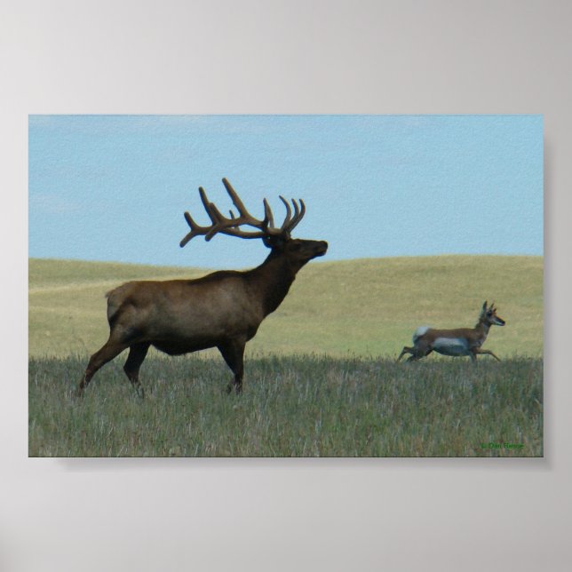 E34 Bull Elk and Antelope Poster (Vorne)