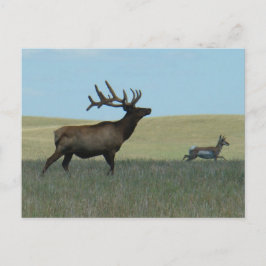 E34 Bull Elk und Pronghorn Antelope Postkarte