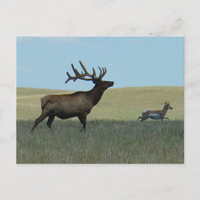 E34 Bull Elk und Pronghorn Antelope Postkarte (Vorderseite)