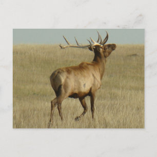 E35 Bull Elk Gras in Geweihen Postkarte