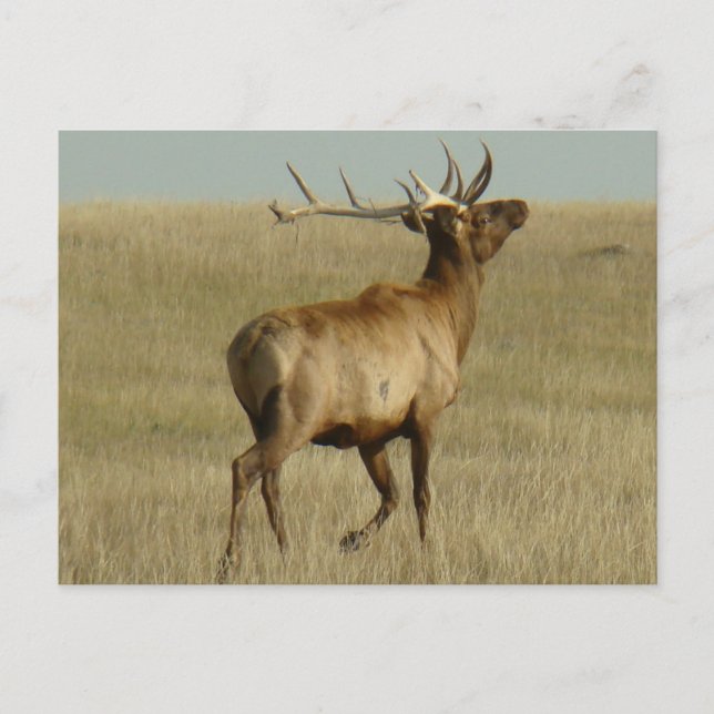 E35 Bull Elk Grass in Hörnern Postkarte (Vorderseite)