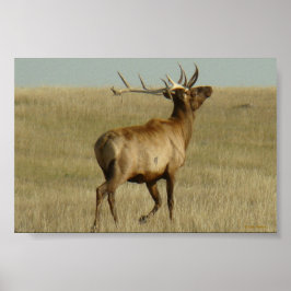 E35 Bullgras in Hörnern Poster