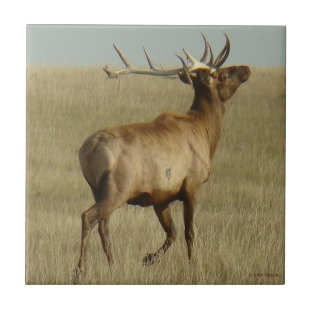 E35 Stier Elch-Gras in den Hörnern Fliese (Vorderseite)