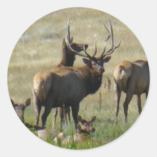 E36 Bull-Elch und Kühe Runder Aufkleber