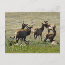 E36 Bull Elk and Cows Postkarte