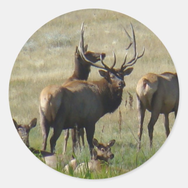 E36 Bull Elk and Cows Runder Aufkleber (Vorderseite)