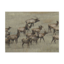 E37 Bull Elk mit Kühen