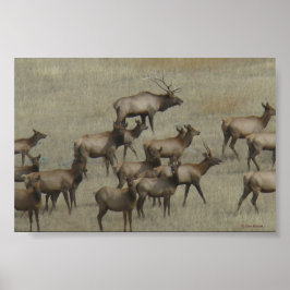 E37 Bull Elk with Cows Poster
