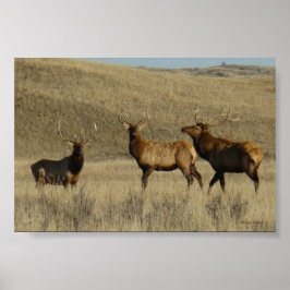 E38 Bull Elk young Bulls Poster