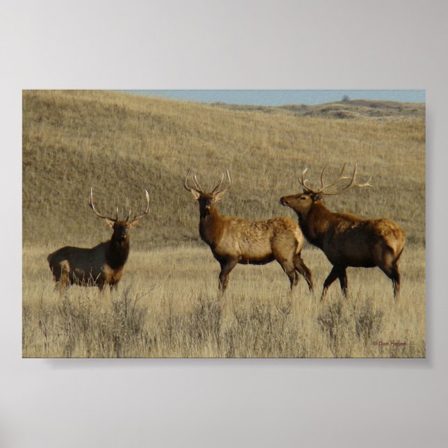 E38 Bull Elk young Bulls Poster (Vorne)