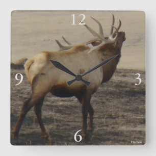 E39 Bull-Elch röhrt Quadratische Wanduhr
