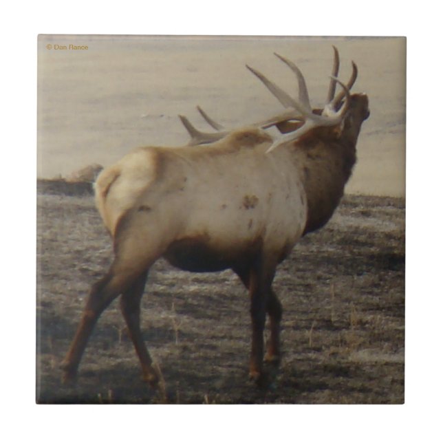 E39 Bull Elk Bugler Fliese (Vorderseite)