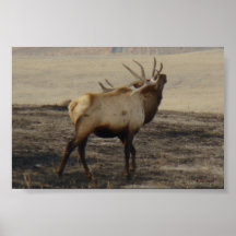 E39 Bull Elk Bugling