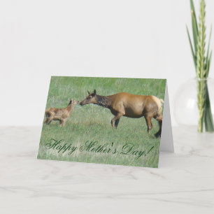 E3a Wapiti-Kuh und Kalb Nase an Nase Karte