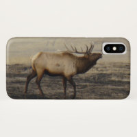 E40 Stier Elche Bugling