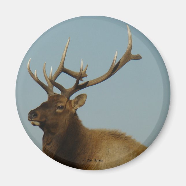 E42 Bull Elk Magnet (Vorne)