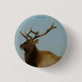 E42 Young Bull Elk Button