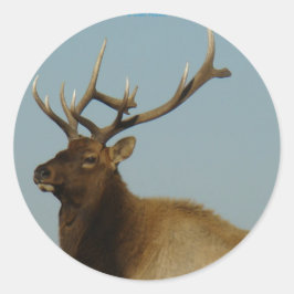 E42 Young Bull Elk Runder Aufkleber