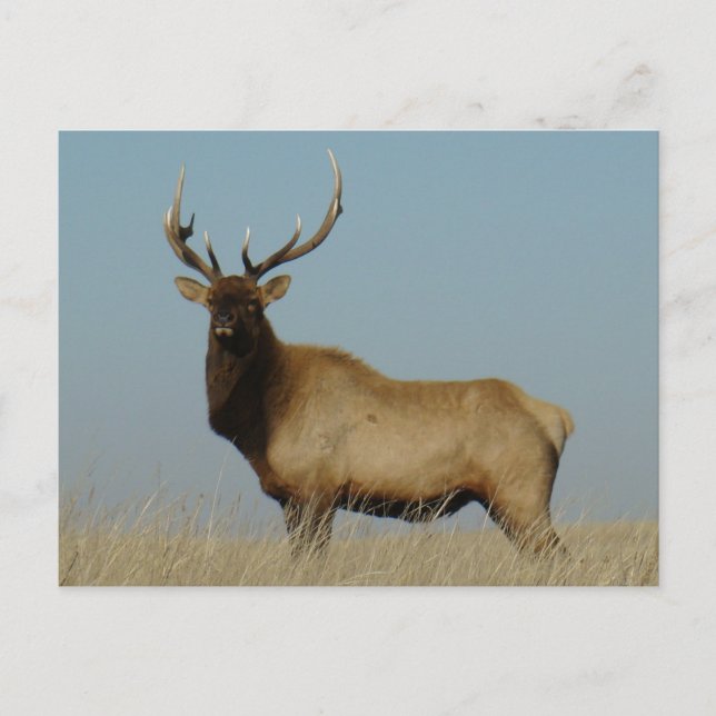E43 Bull Elk Sky Lined Postkarte (Vorderseite)
