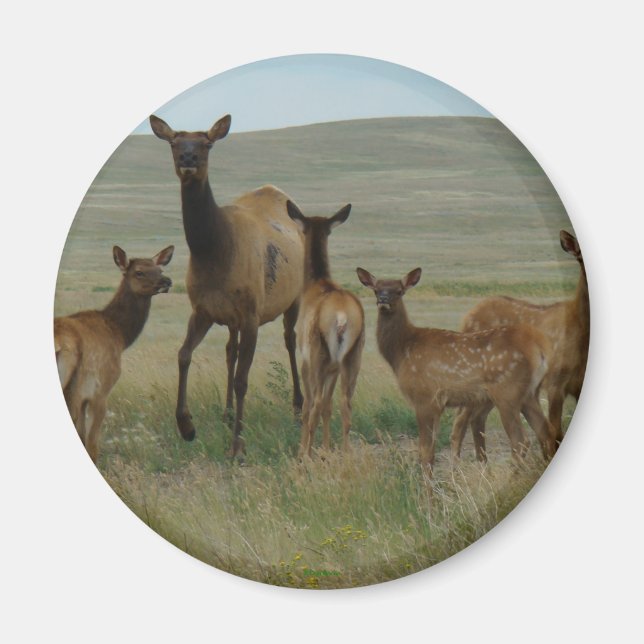 E44 Kuhweih und Kälber Magnet (Vorne)