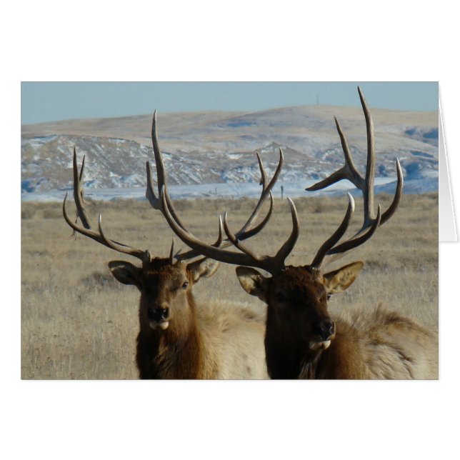 E45 Bull Elk Heads (Vorderseite (Horizontal))