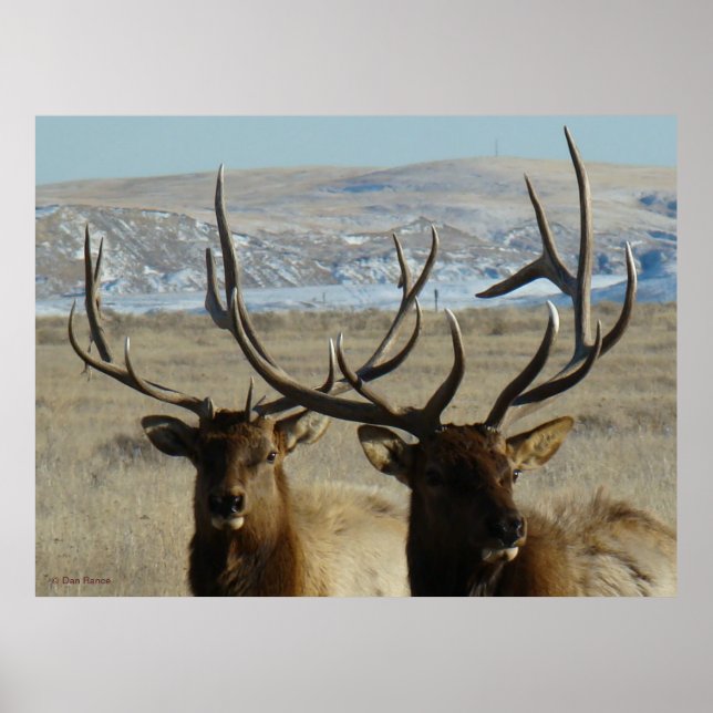 E45 Bull Elk Heads Poster (Vorne)