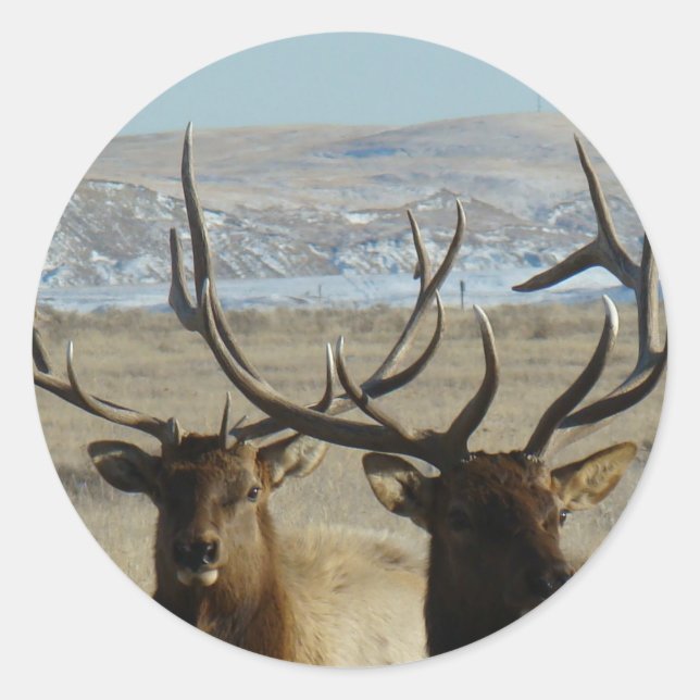 E45 Bull Elk Heads Runder Aufkleber (Vorderseite)