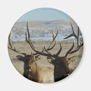 E45 Bull Elk Köpfe Magnet