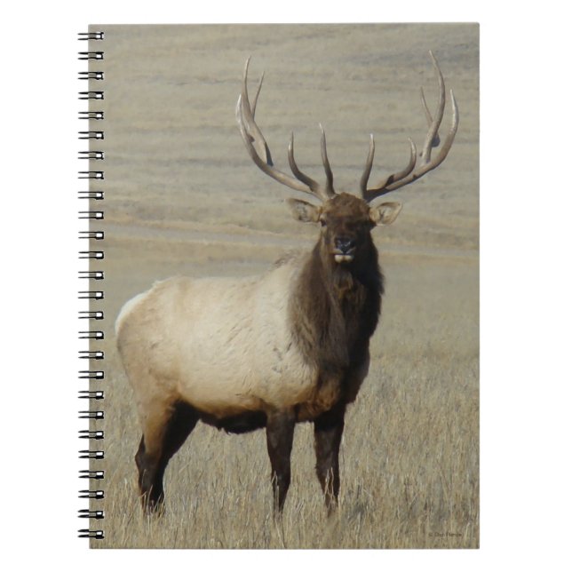 E46 Bull Elk Big Bull Notizblock (Vorderseite)
