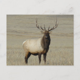 E46 Bull Elk Big Bull Postkarte