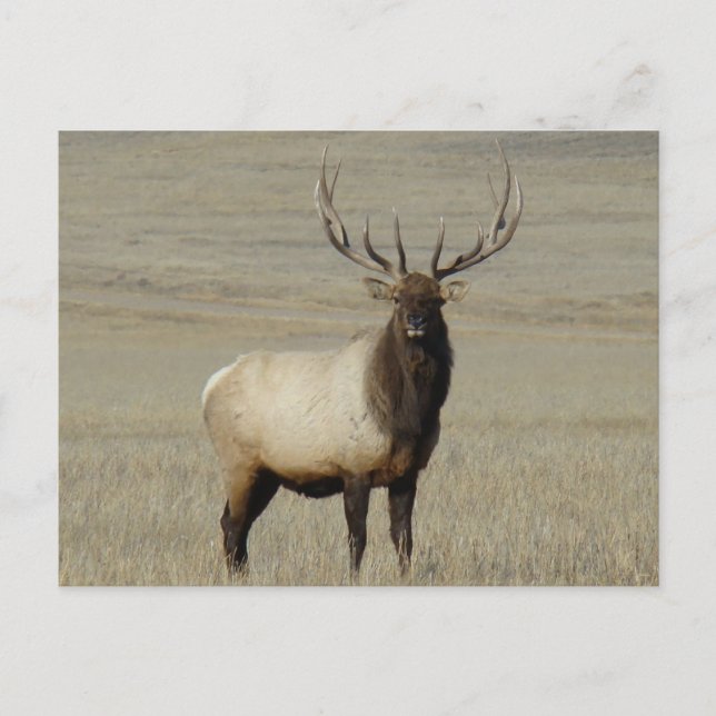 E46 Bull Elk Big Bull Postkarte (Vorderseite)