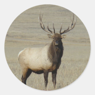 E46 Bull Elk Big Bull Runder Aufkleber
