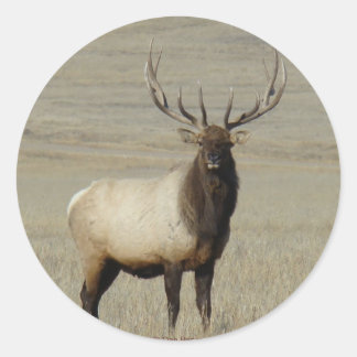 E46 Bull Elk Big Bull Runder Aufkleber