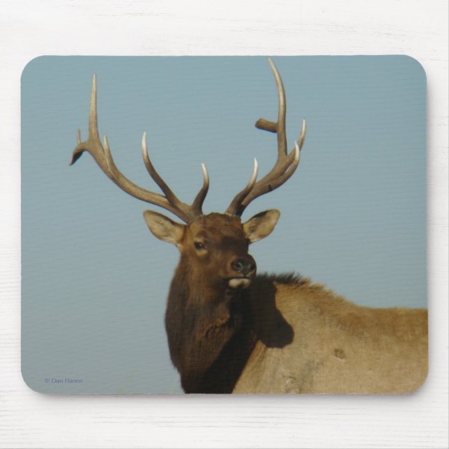 E49 Bull Elk Head and Shoulders Mousepad (Vorne)