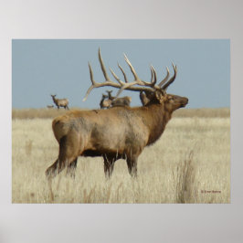 E4 Bull Elk Herd Master Poster
