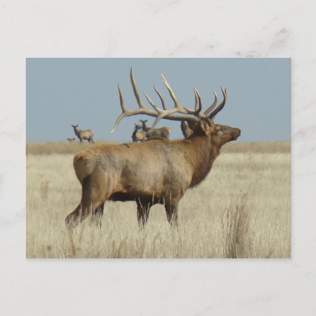 E4 Bull Elk Postkarte (Vorderseite)