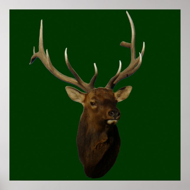 E51 Bull Elk Head Shot Poster (Vorne)