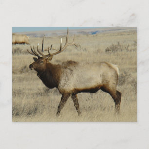 E55 Bull-Elch Großer Bulle Postkarte