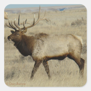 E55 Bull-Elch Quadratischer Aufkleber